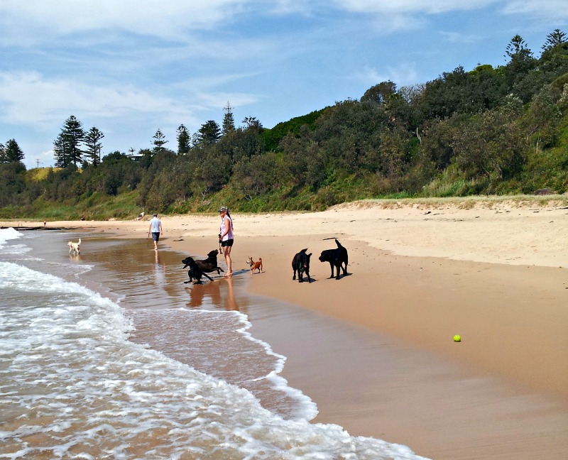 Groups of Dogs Playing on the Beach