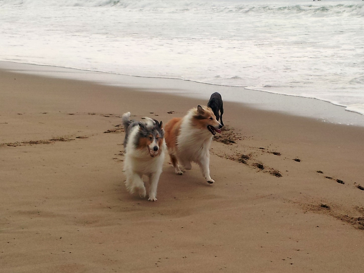 Dogs running on the beach