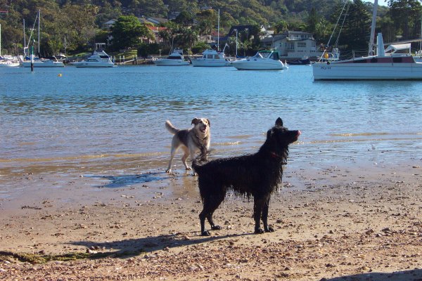 Dogs playing on the beach