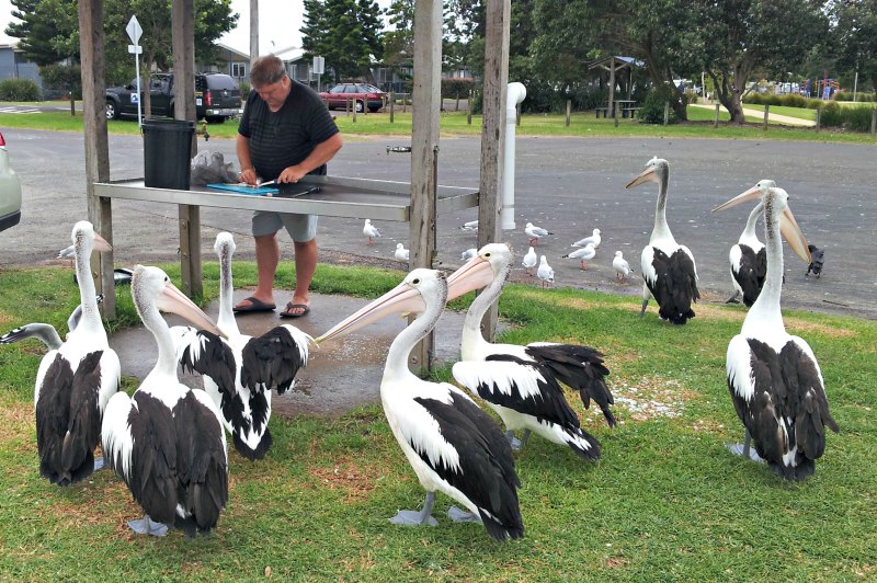 Pelicans around fish gutting table