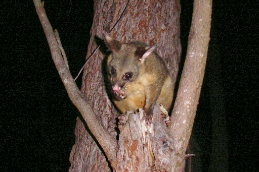 Possum in Tree