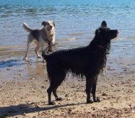 Dogs Swimming